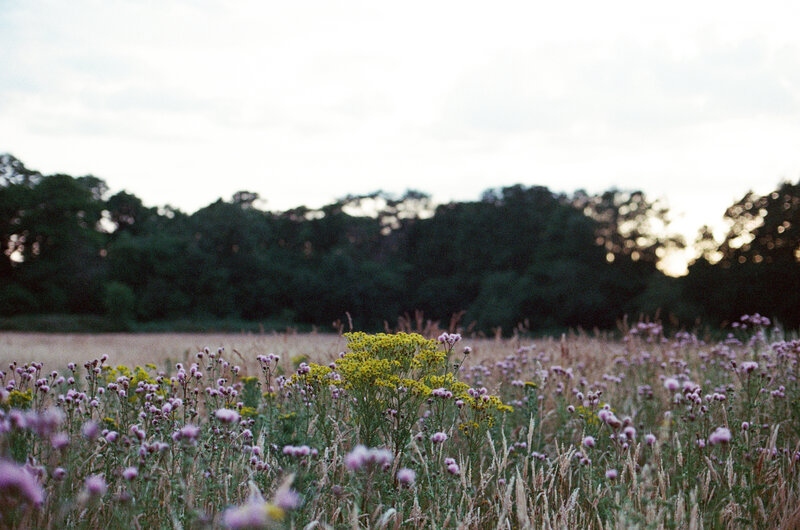 Field.
