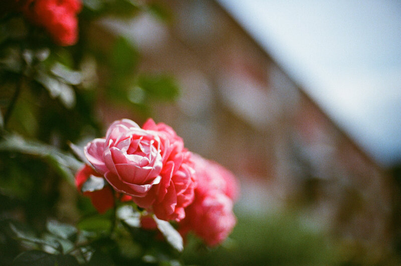 Garden.