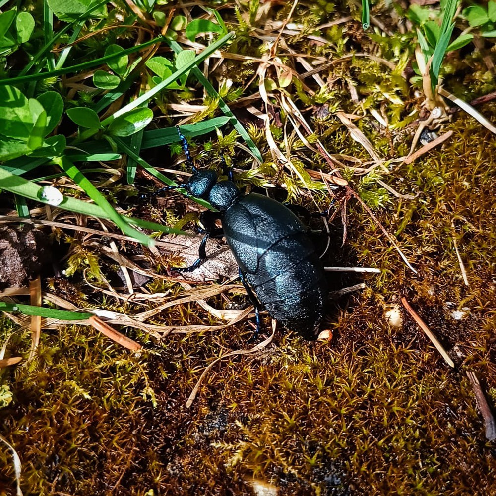 A beetle in the garden.