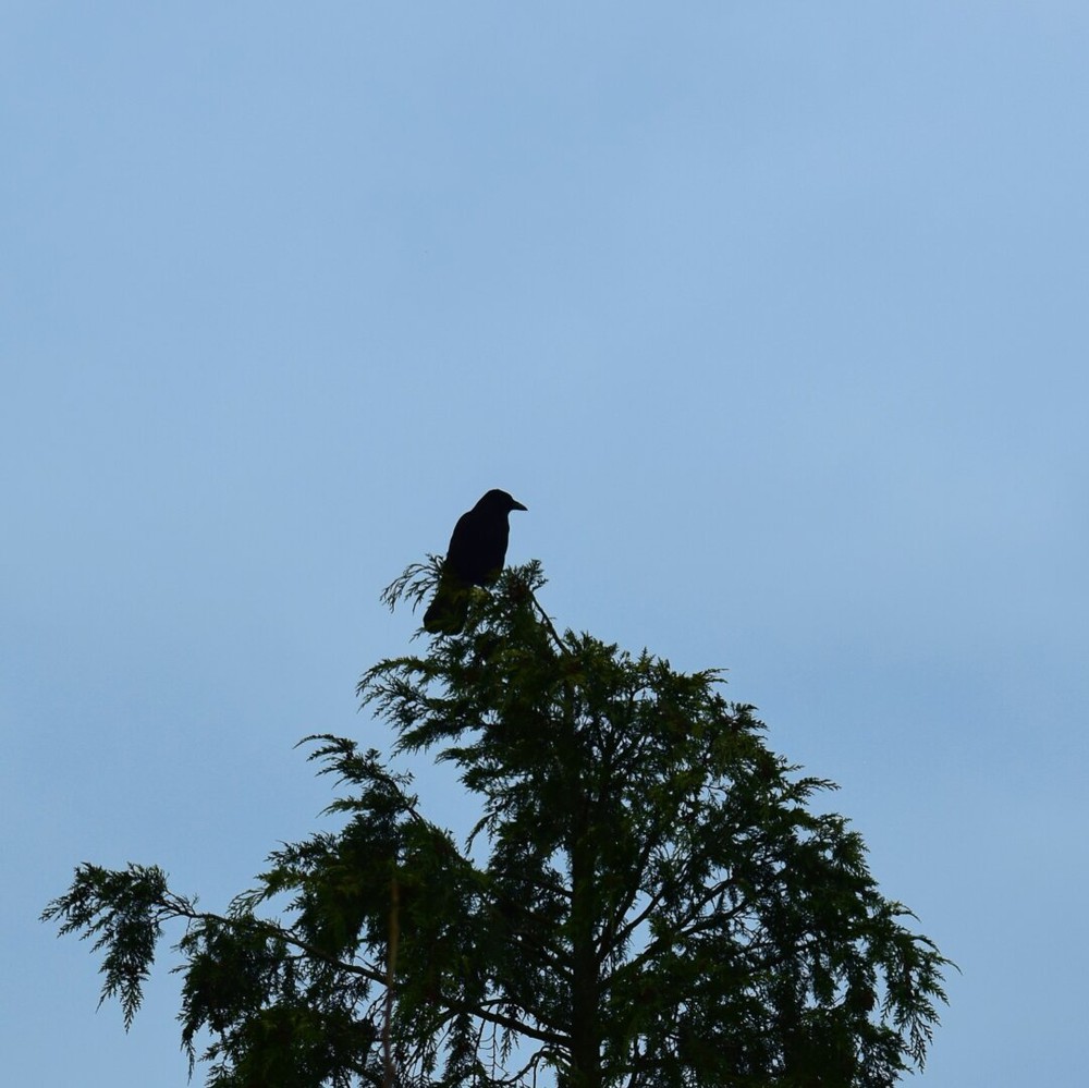 Caw.