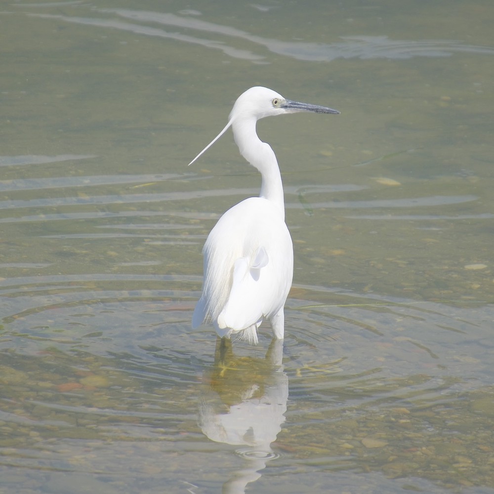 Egret.