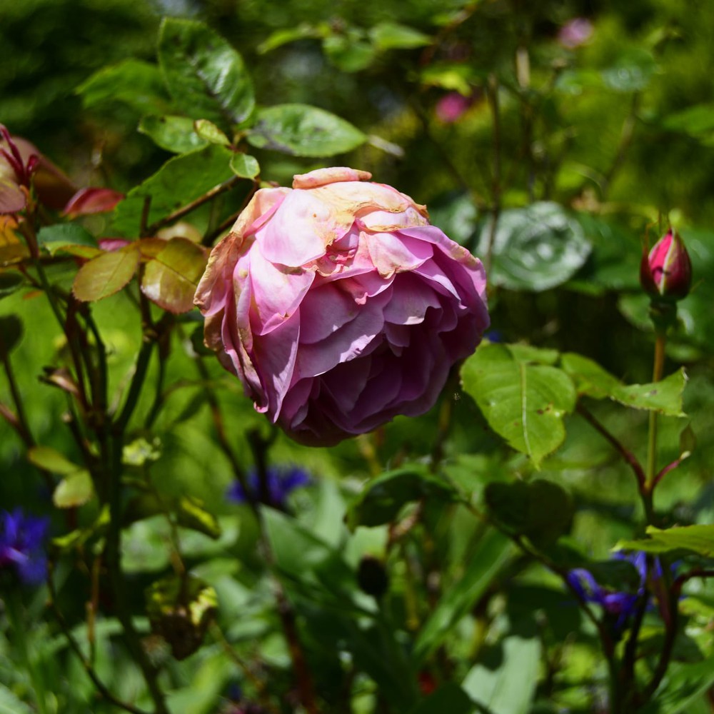 A flower.