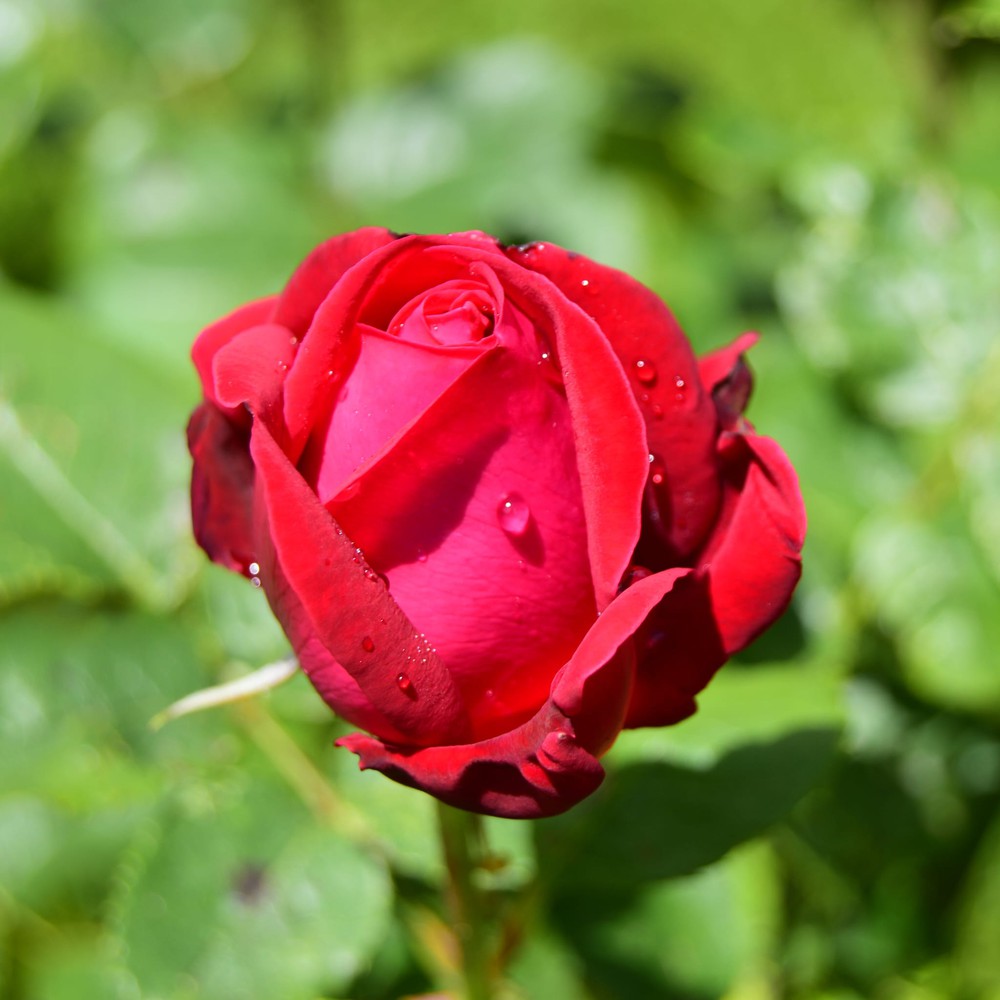 Another flower.
