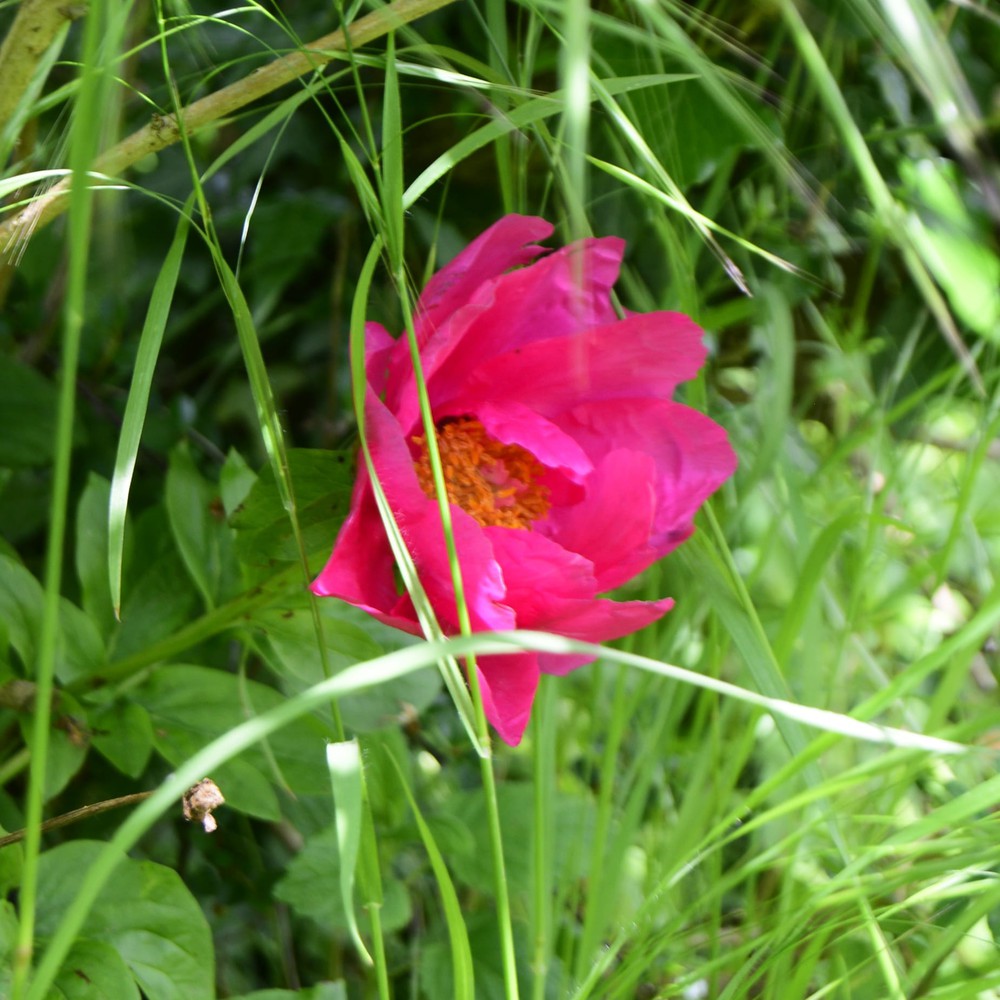 Also a flower.