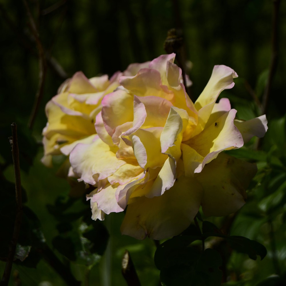 One last flower.