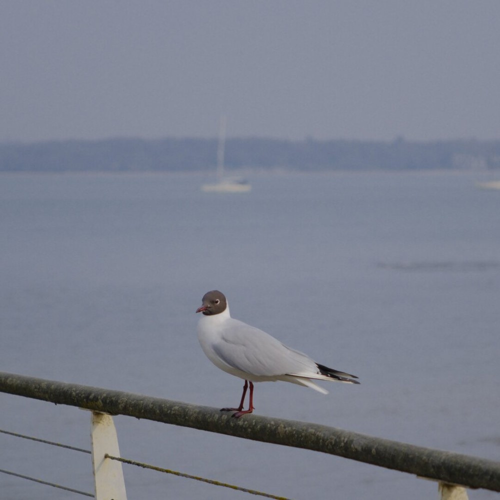 Gull.