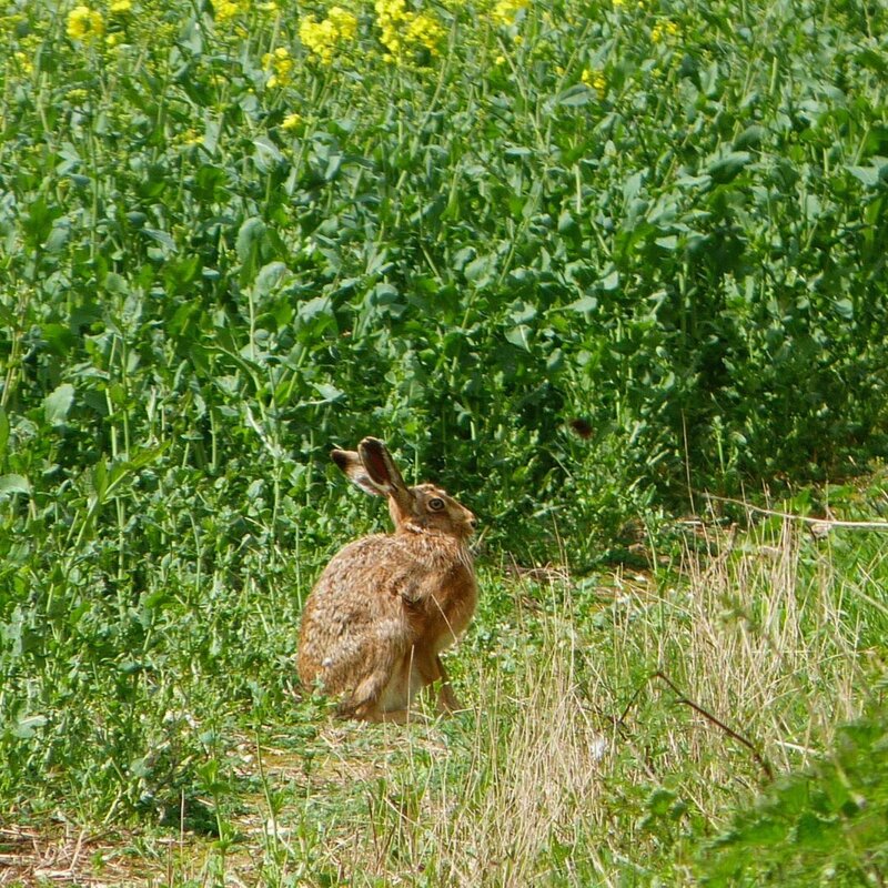 Hare.