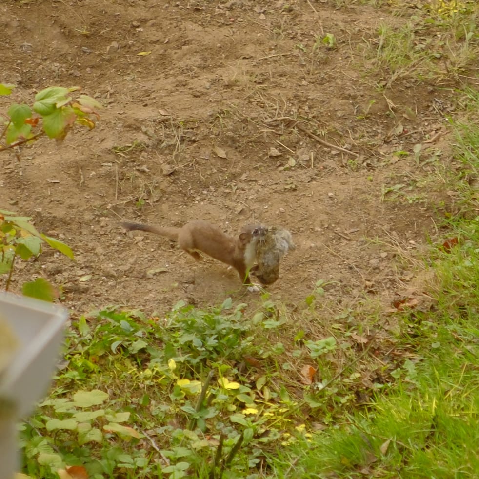 Garden murder.