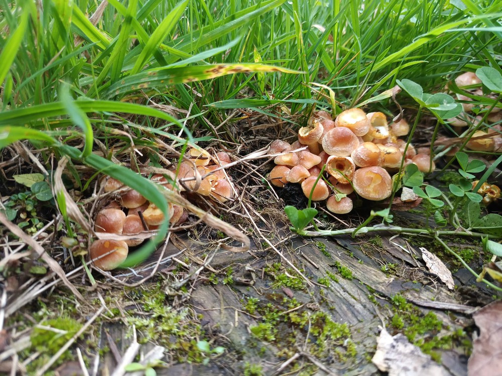 Mushrooms.