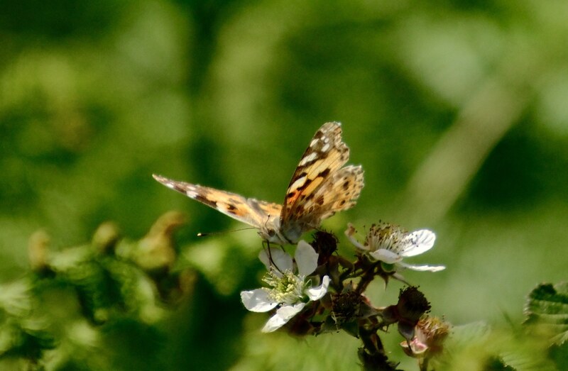 Butterfly.