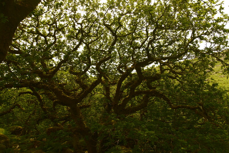 Canopy.