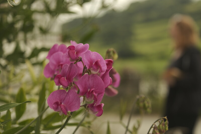 Flowers.