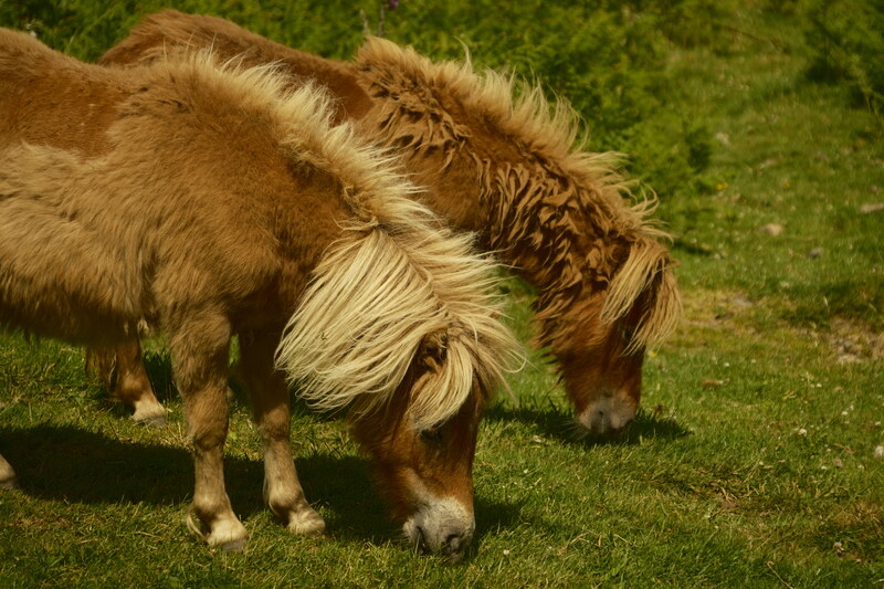 Ponies.