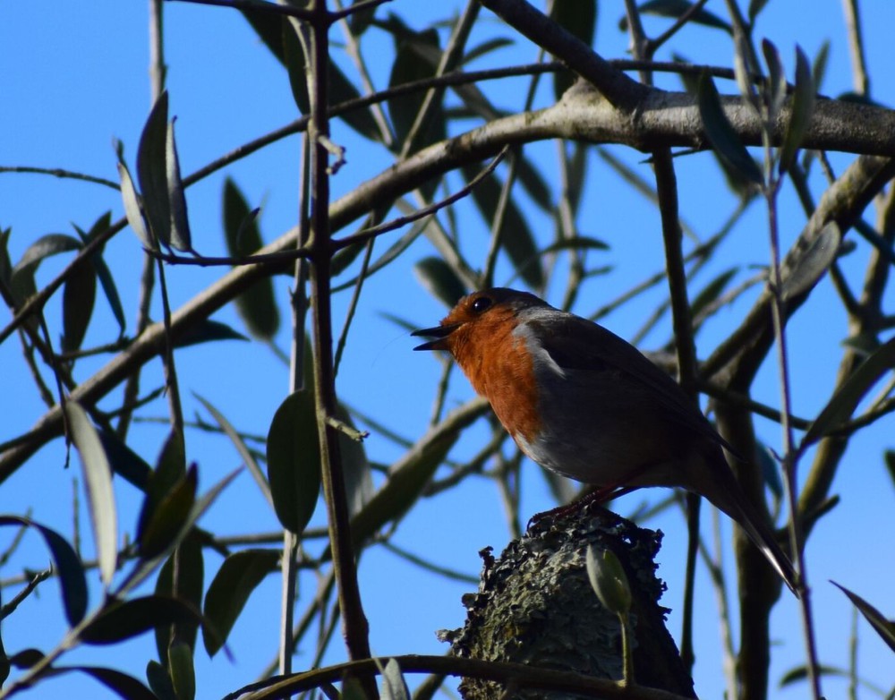 Angry robin.