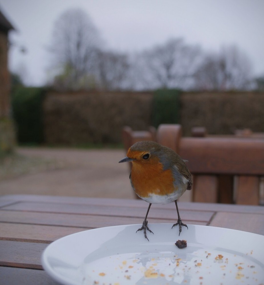 Robin.