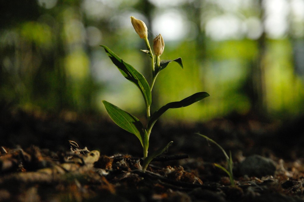 Sprout.