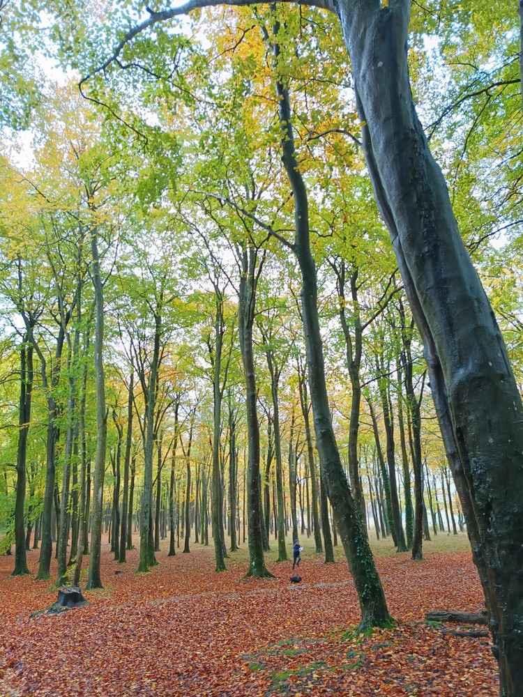 Trees.
