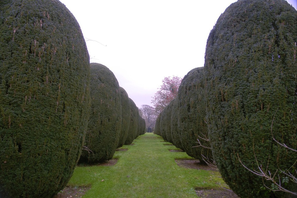 Trees.
